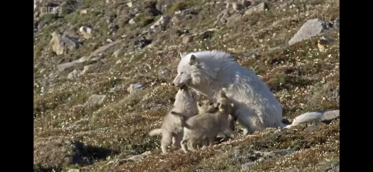 Arctic wolf (Canis lupus arctos) as shown in Frozen Planet - Summer